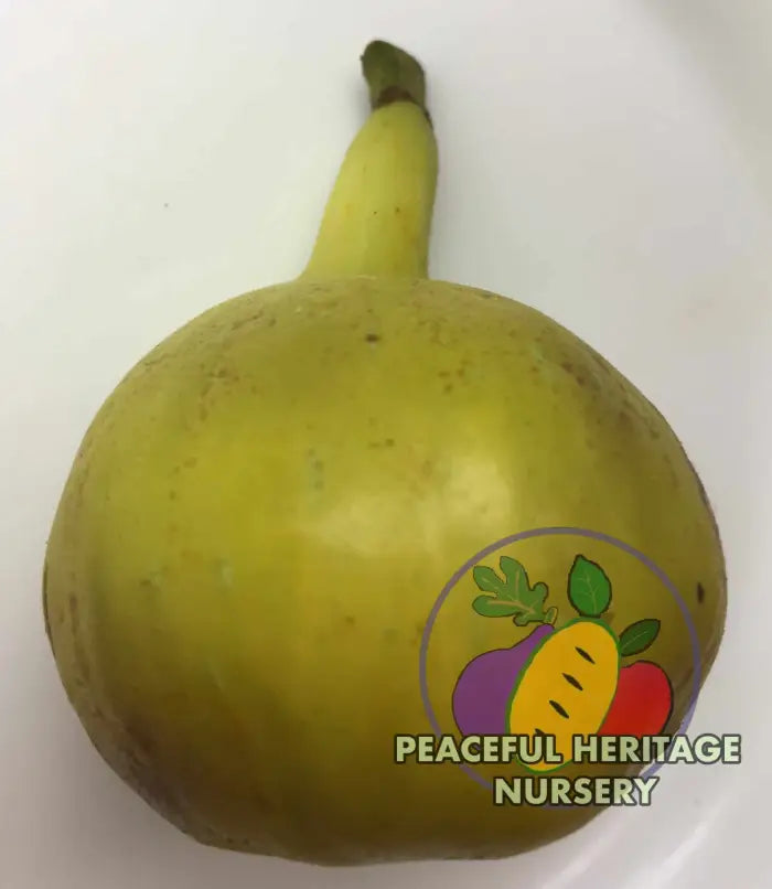 LSU Gold Fig - Naturally Grown Naturally Grown Fig Trees For Sale