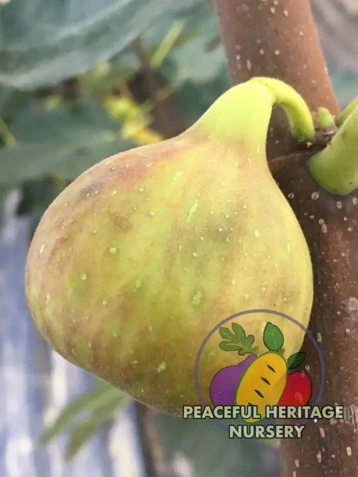 LSU Improved Celeste Fig - Naturally Grown MEDIUM 1-2’ Naturally Grown Fig Trees For Sale