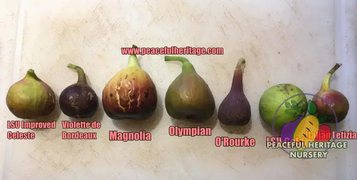 LSU Improved Celeste Fig - Naturally Grown Naturally Grown Fig Trees For Sale