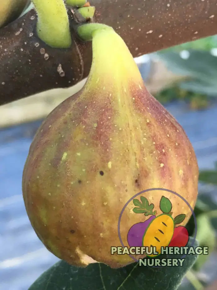 LSU Improved Celeste Fig - Naturally Grown Naturally Grown Fig Trees For Sale