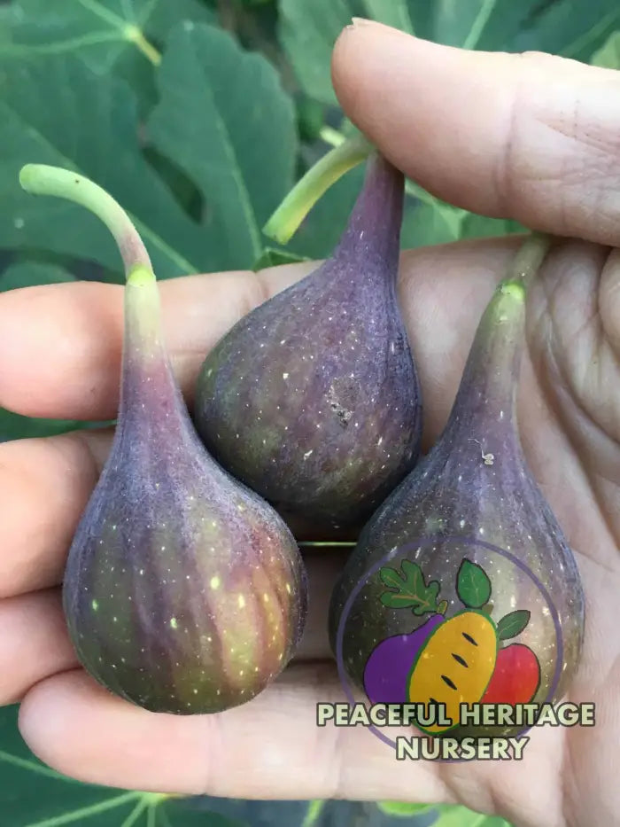 LSU O’Rourke Fig - Naturally Grown Naturally Grown Fig Trees For Sale
