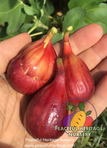 LSU Purple Fig - Naturally Grown