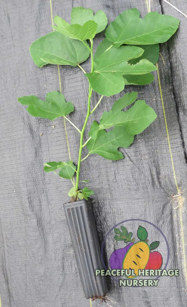 LSU Purple Fig - Naturally Grown ORGANIC