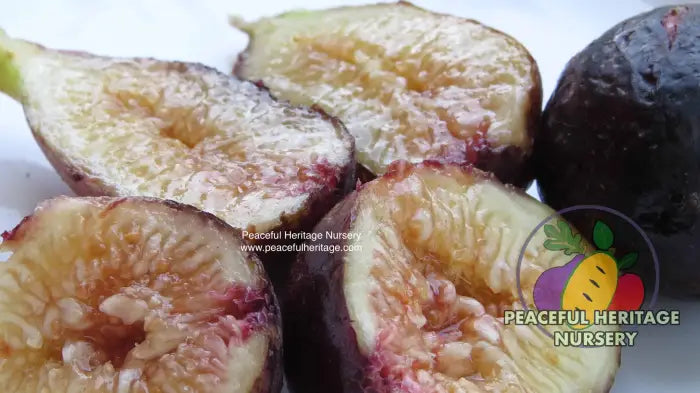LSU Purple Fig - Naturally Grown ORGANIC