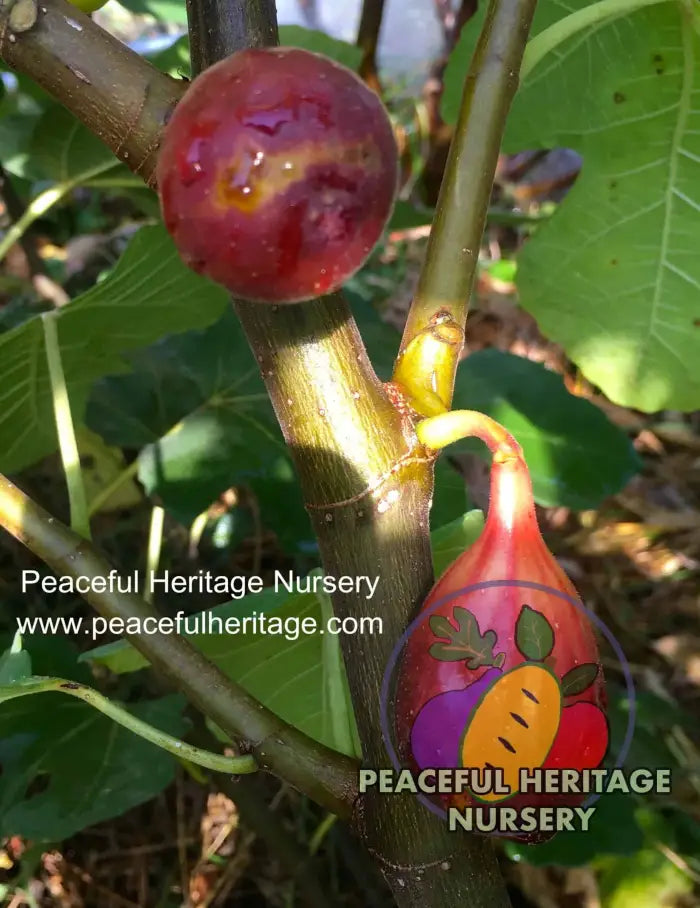 LSU Purple Fig - Naturally Grown ORGANIC