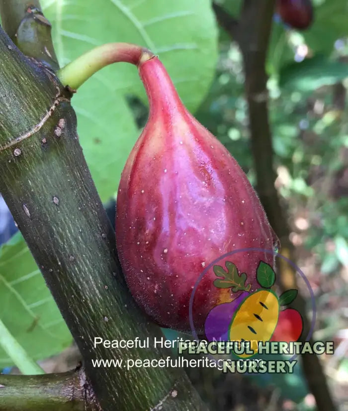 LSU Purple Fig - Naturally Grown ORGANIC