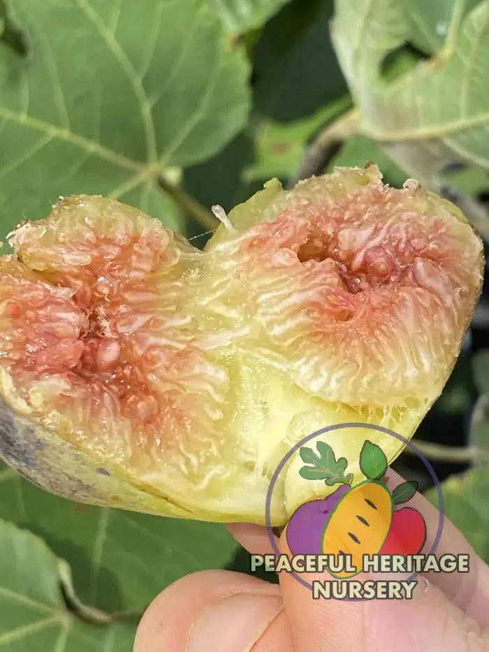 LSU Scott’s Yellow Fig - Naturally Grown Naturally Grown Fig Trees For Sale