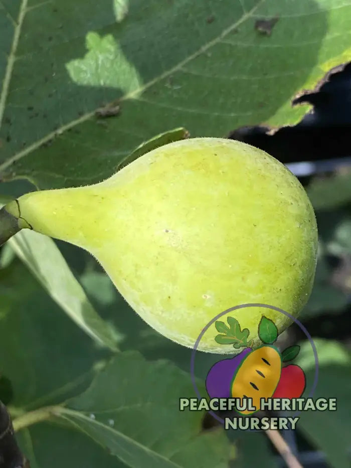 LSU Scott’s Yellow Fig - Naturally Grown Naturally Grown Fig Trees For Sale