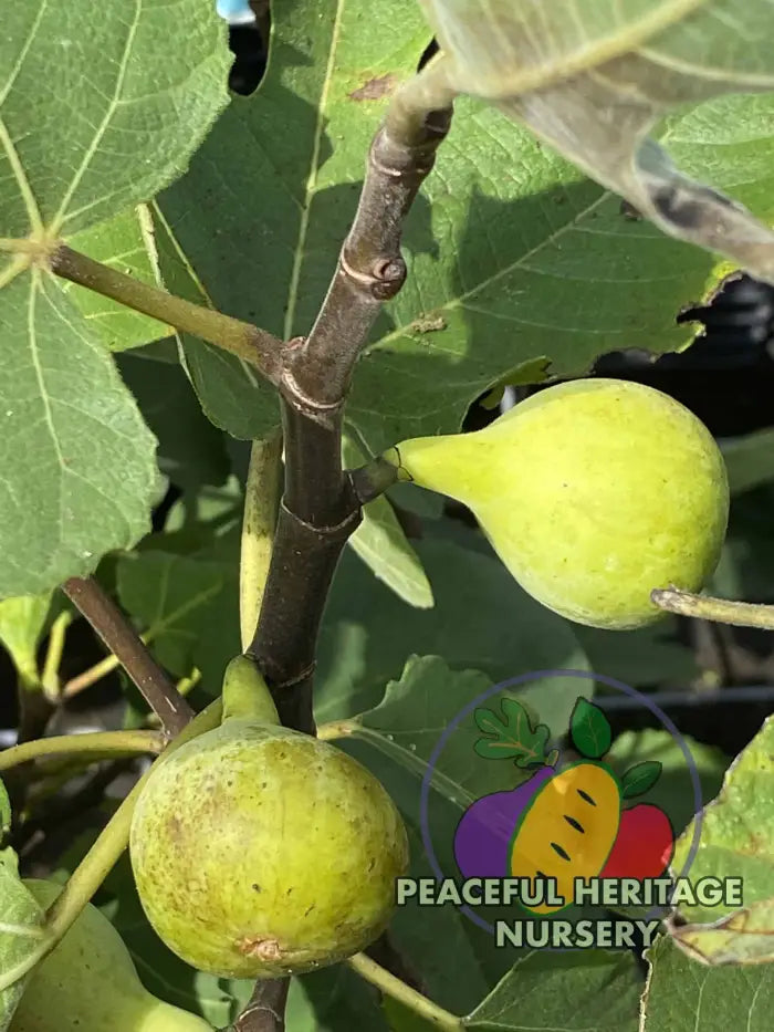 LSU Scott’s Yellow Fig - Naturally Grown Naturally Grown Fig Trees For Sale