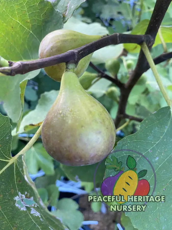 LSU Tiger Fig Tree - Naturally Grown Naturally Grown Fig Trees For Sale
