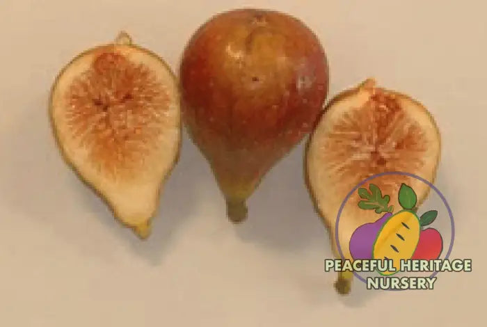 LSU Tiger Fig Tree - Naturally Grown Naturally Grown Fig Trees For Sale