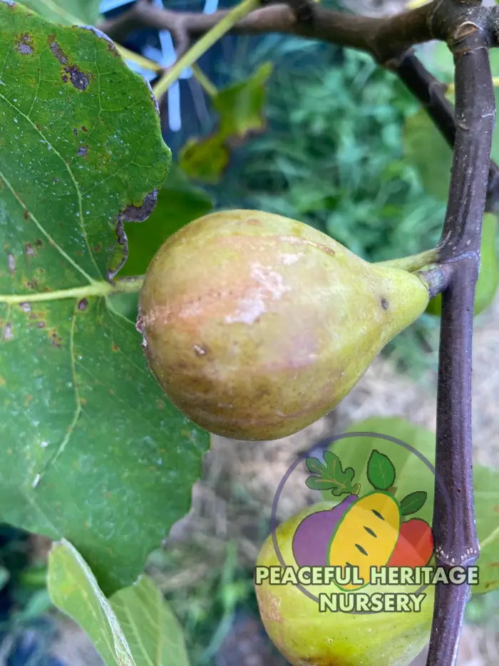 LSU Tiger Fig Tree - Naturally Grown Naturally Grown Fig Trees For Sale