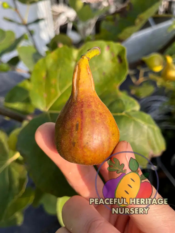 LSU Tiger Fig Tree - Naturally Grown Naturally Grown Fig Trees For Sale