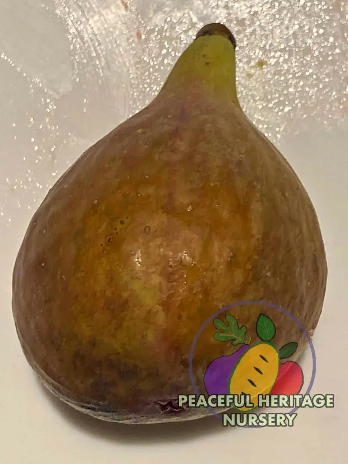 LSU Tiger Fig Tree - Naturally Grown Naturally Grown Fig Trees For Sale