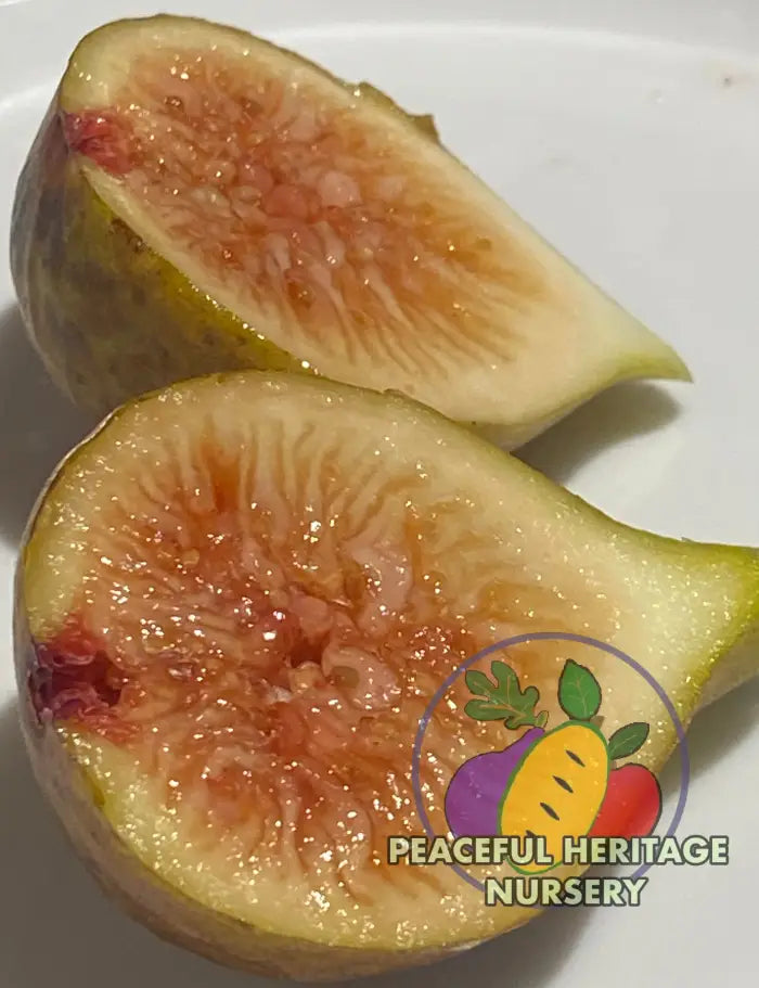 LSU Tiger Fig Tree - Naturally Grown Naturally Grown Fig Trees For Sale