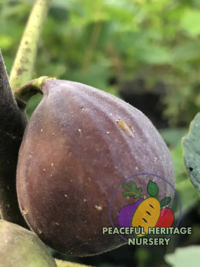 Malta Black Fig Tree - Naturally Grown Naturally Grown Fig Trees For Sale