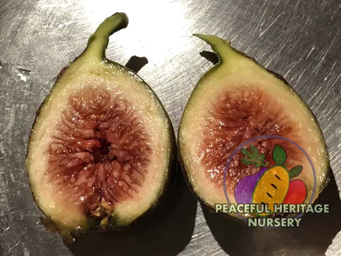 Malta Black Fig Tree - Naturally Grown Naturally Grown Fig Trees For Sale