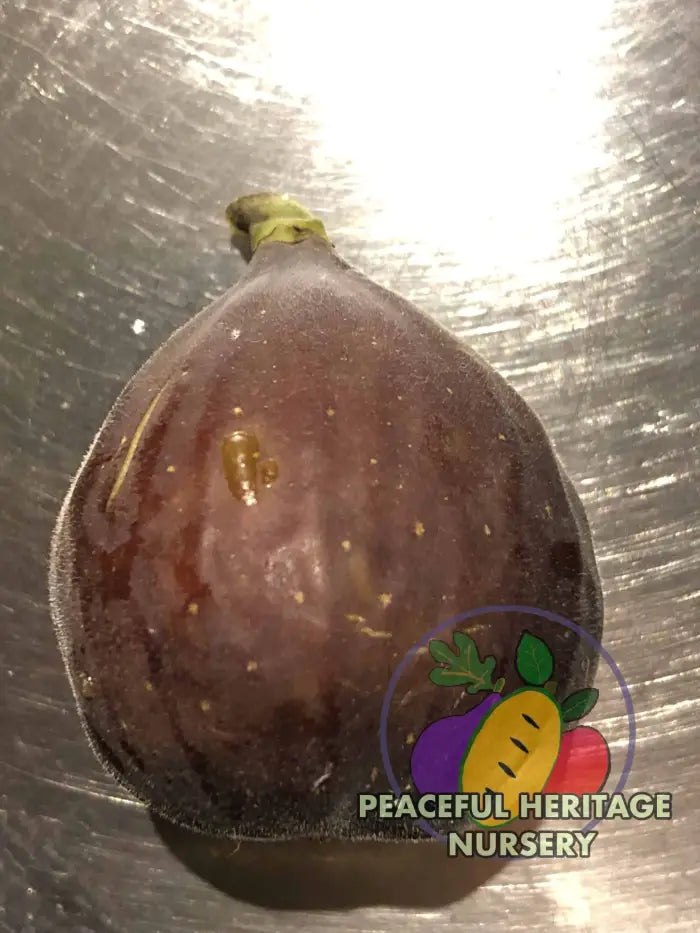 Malta Black Fig Tree - Naturally Grown Naturally Grown Fig Trees For Sale