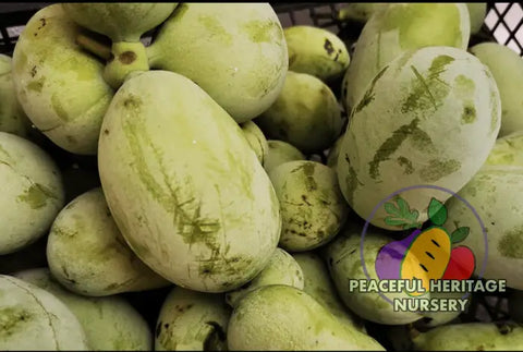 Mammoth X Pawpaw Tree - Naturally Grown