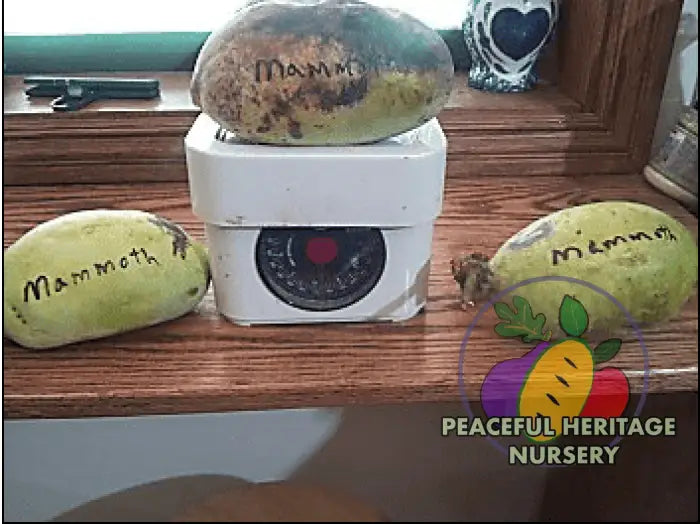 Mammoth X Pawpaw Tree - Naturally Grown Pawpaw Trees For Sale