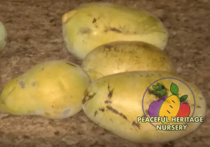 Marshmallow Pawpaw Tree - NATURALLY GROWN ORGANIC