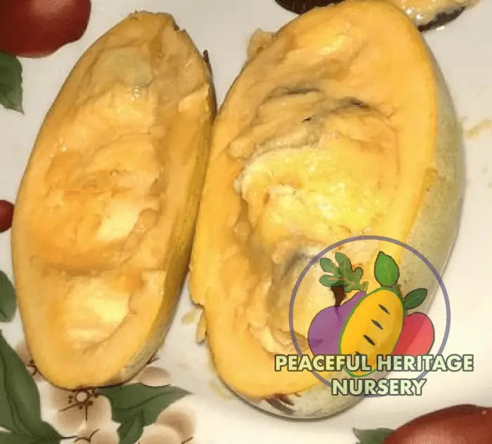 Marshmallow Pawpaw Tree - NATURALLY GROWN ORGANIC