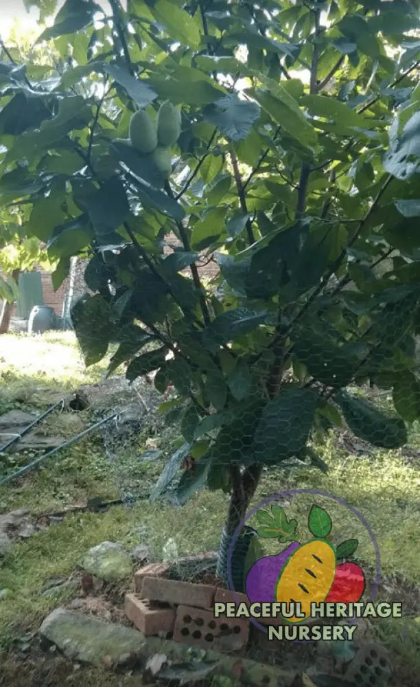 Marshmallow Pawpaw Tree - NATURALLY GROWN ORGANIC
