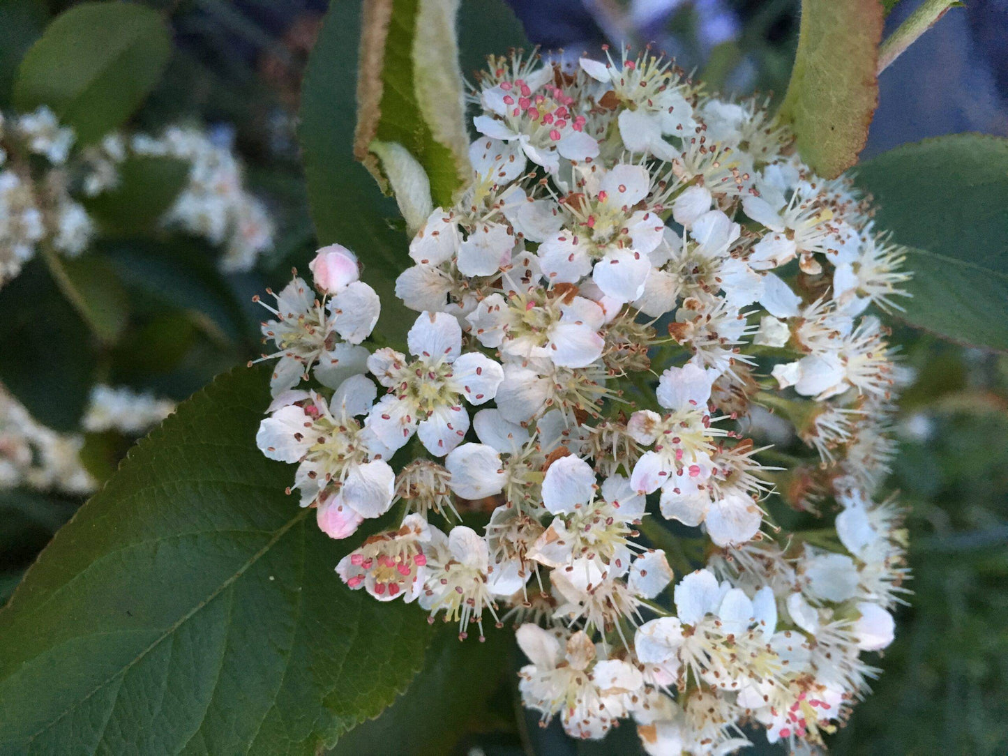 Mckenzie Aronia - NATURALLY GROWN