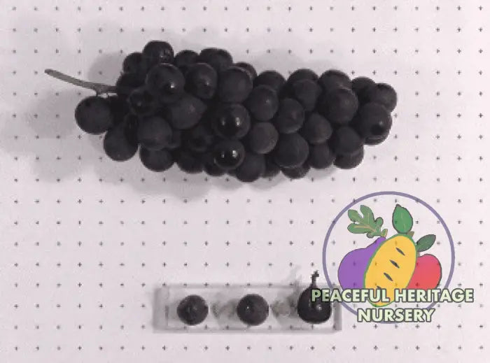 Mericadel Grape - Naturally Grown Grape Vines For Sale