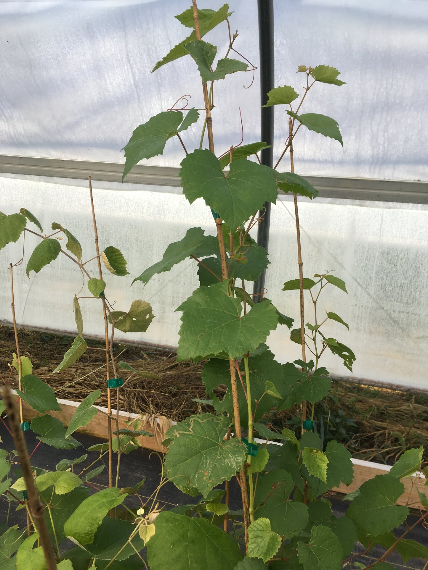 R.W. Munson Grape - Naturally Grown