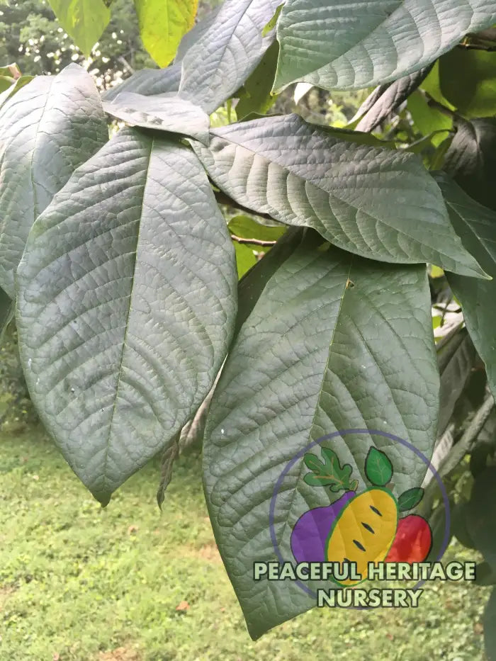 NC-1 Pawpaw Tree - NATURALLY GROWN Pawpaw Trees For Sale