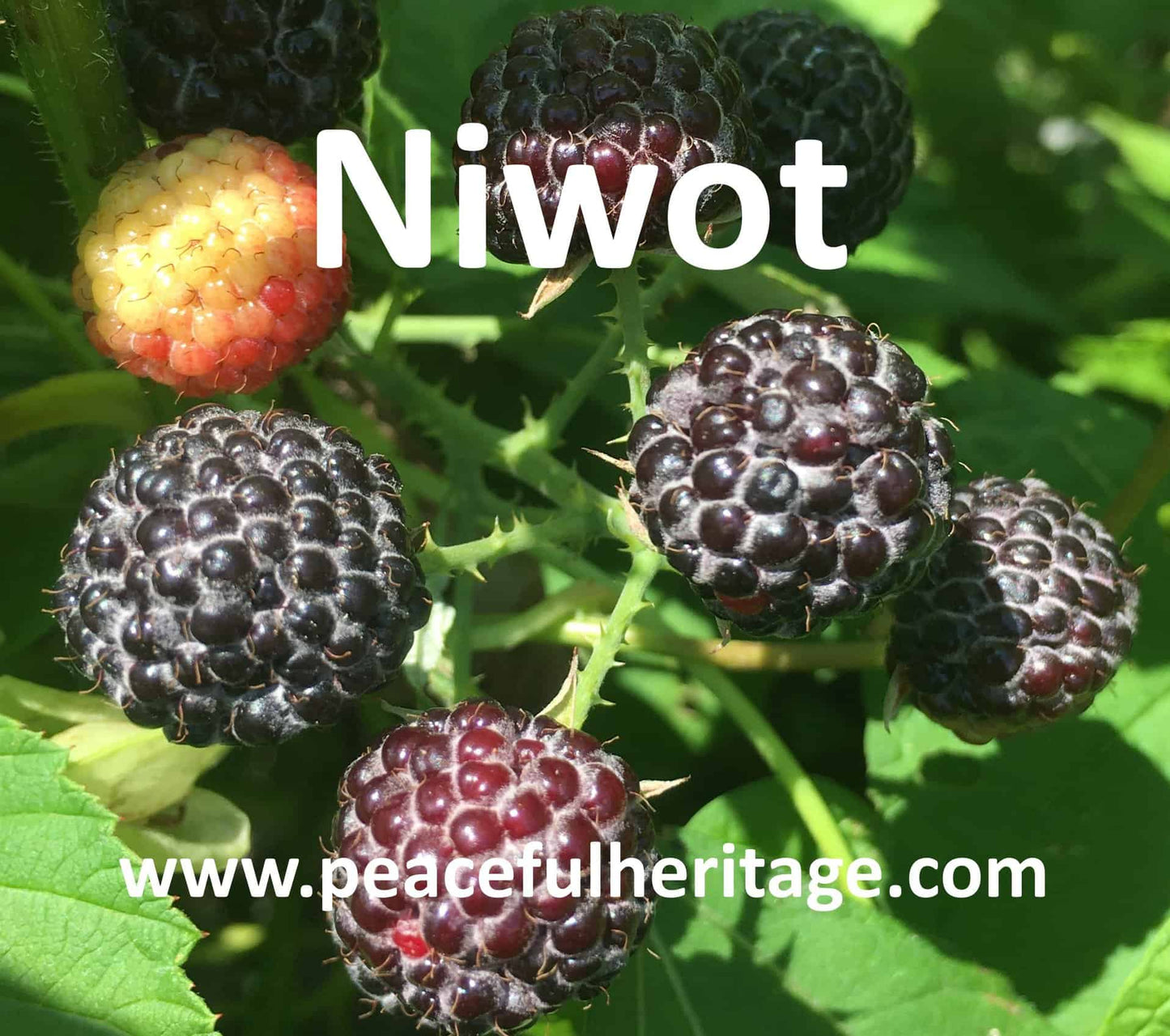 Niwot Everbearing Black Raspberry - Bundles