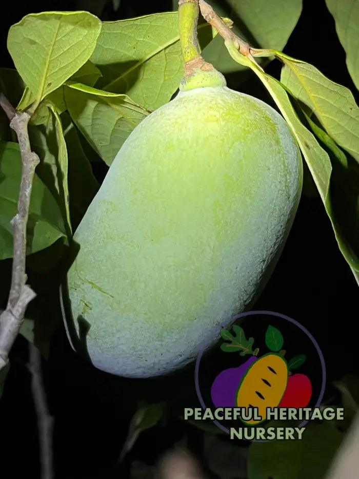 Nyomi’s Delicious Pawpaw Tree - NATURALLY GROWN Pawpaw Trees For Sale