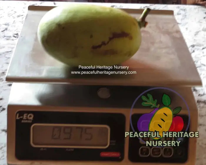 Nyomi’s Delicious Pawpaw Tree - NATURALLY GROWN Pawpaw Trees For Sale