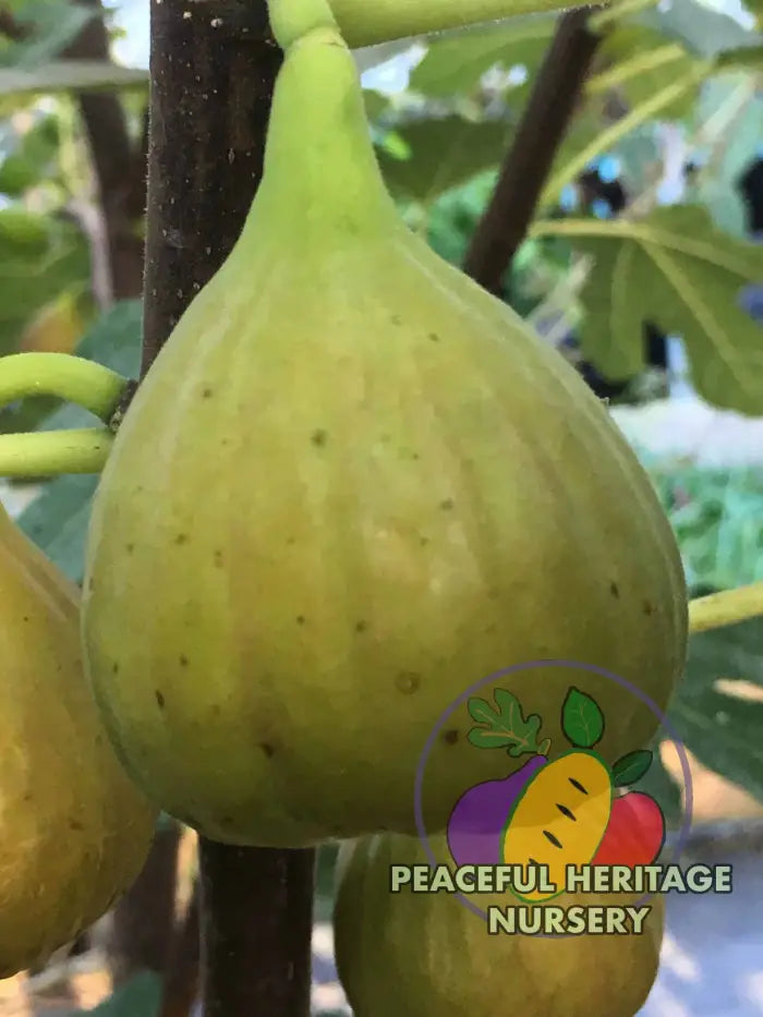 Olympian Hardy Fig - Naturally Grown MEDIUM 1-2’ ORGANIC