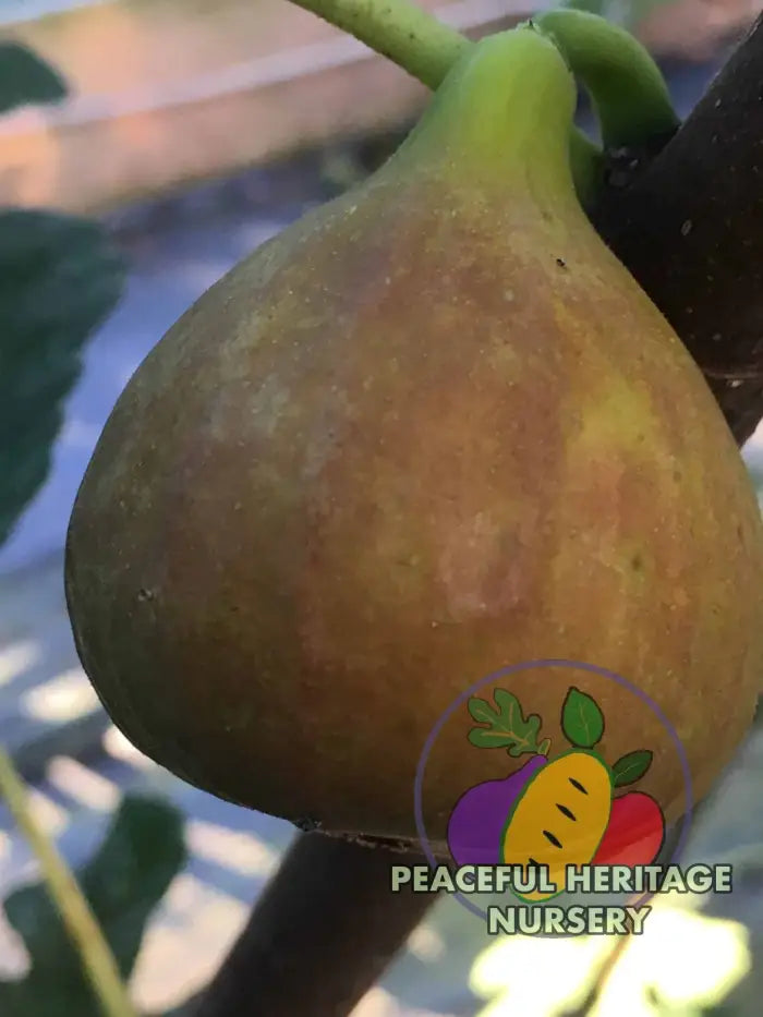 Olympian Hardy Fig - Naturally Grown ORGANIC