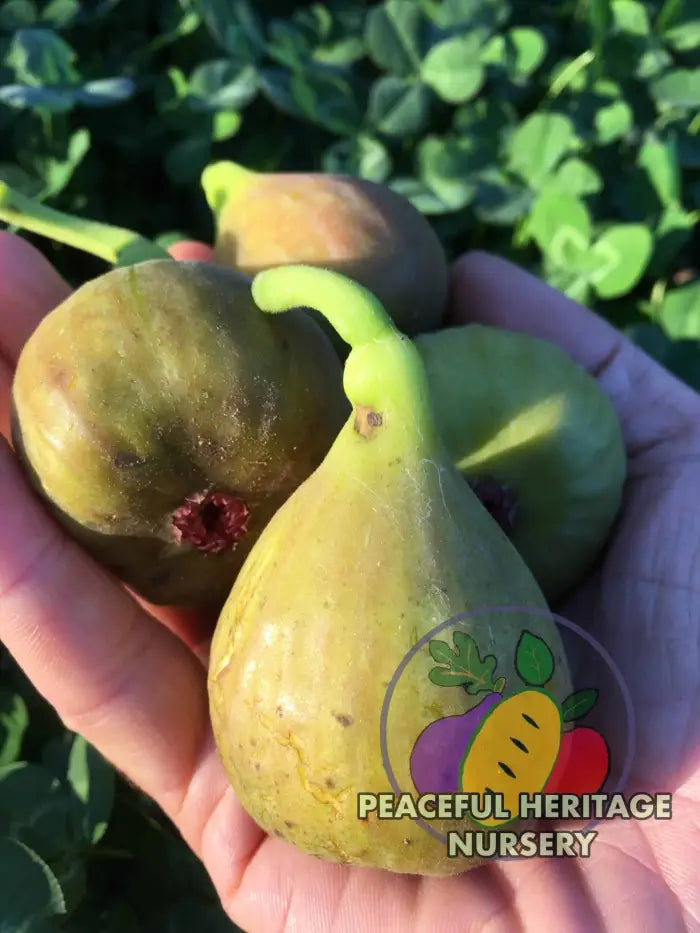 Olympian Hardy Fig - Naturally Grown ORGANIC