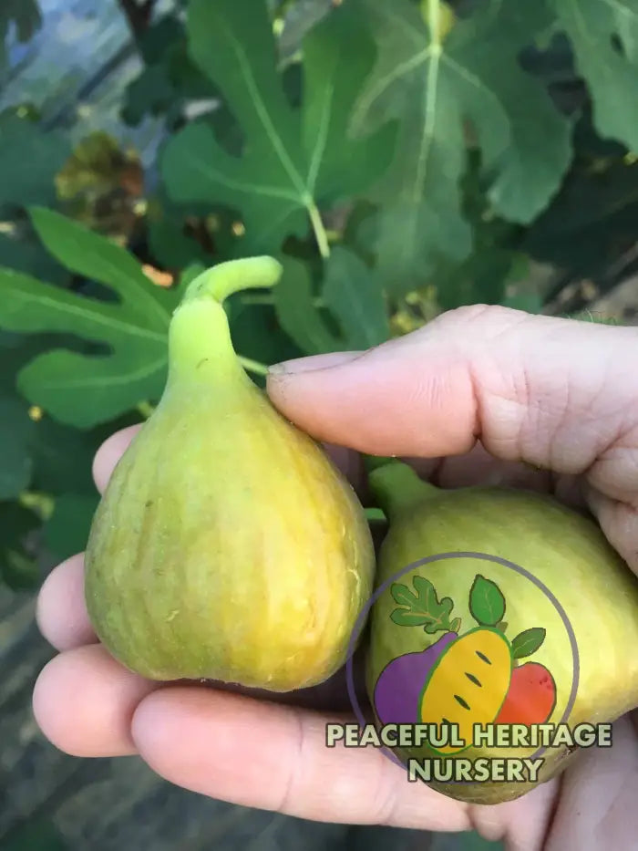 Olympian Hardy Fig - Naturally Grown ORGANIC