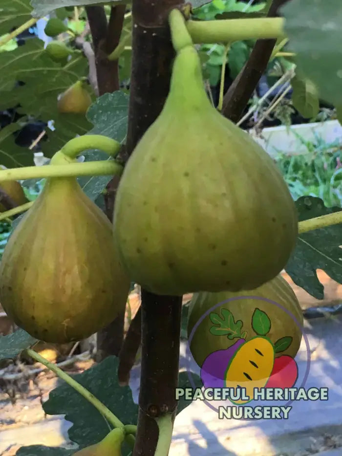 Olympian Hardy Fig - Naturally Grown ORGANIC
