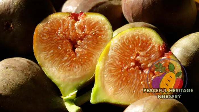 Olympian Hardy Fig - Naturally Grown ORGANIC
