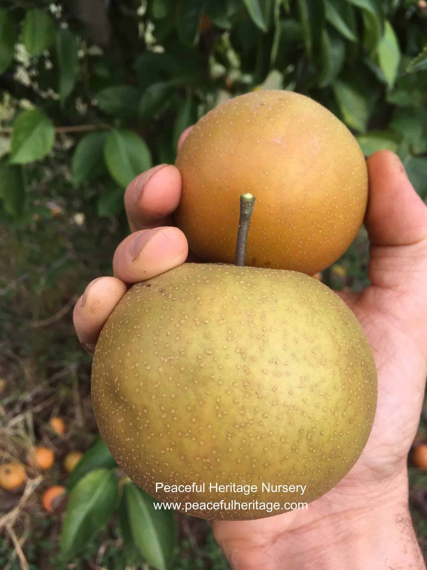 Olympic Asian Pear