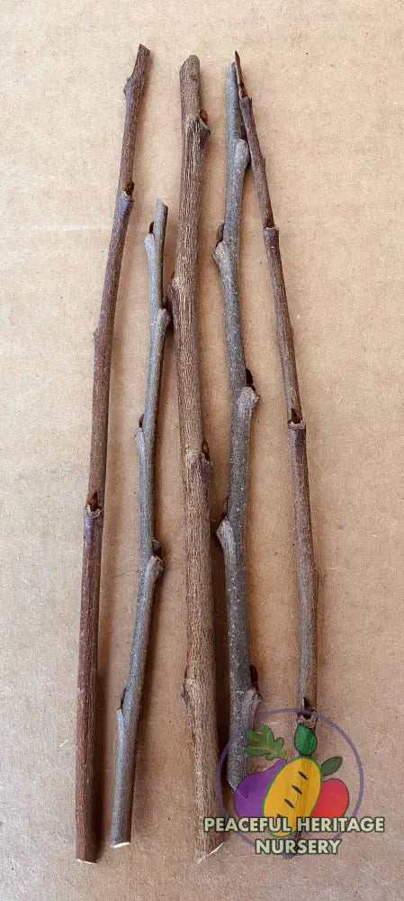 Pawpaw Scion Wood | Naturally Grown Potomac - 4 Sticks Seed