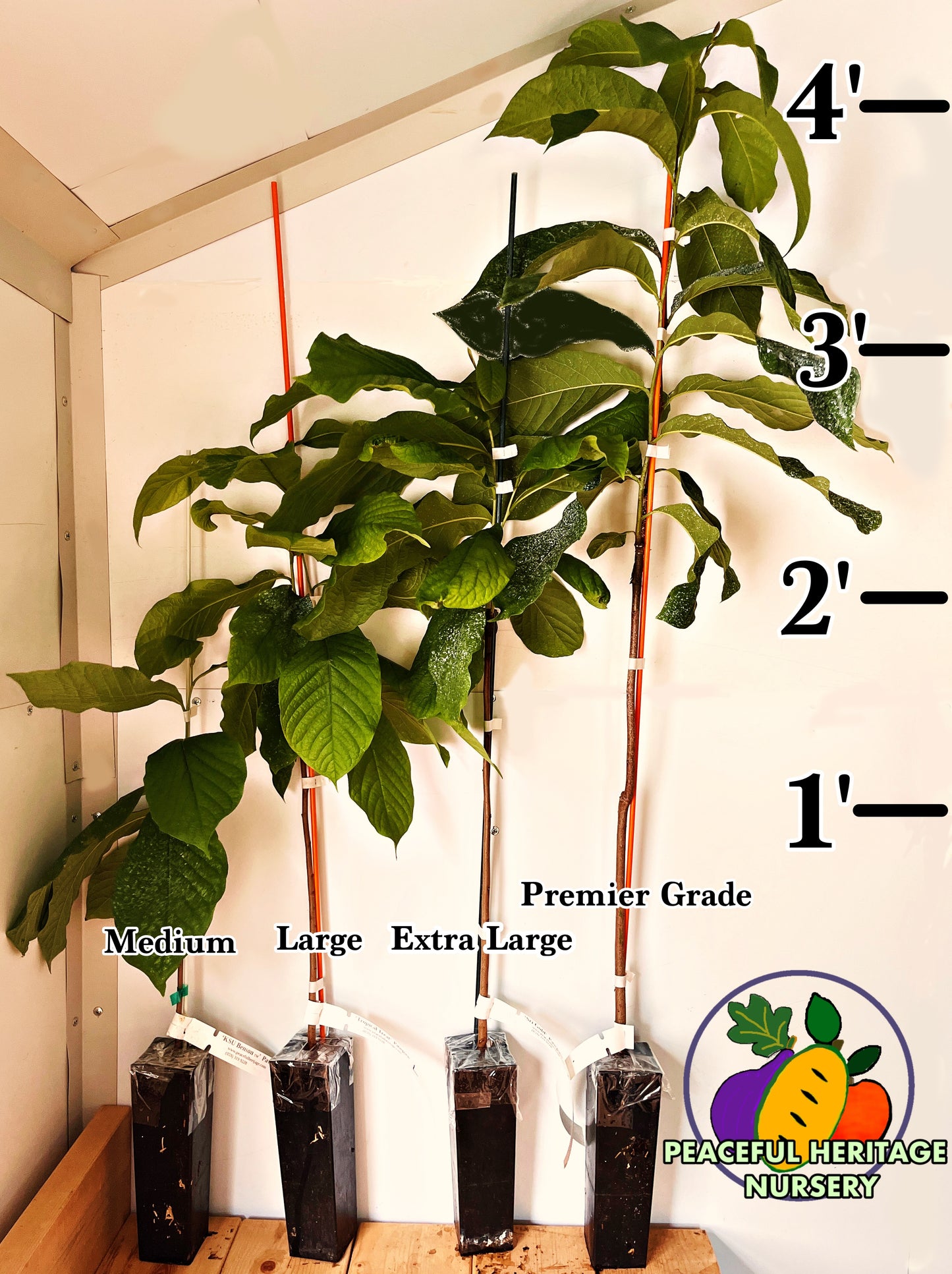 KSU Dunnigan TM Pawpaw Tree (KSU 7-1) | Peaceful Heritage Nursery