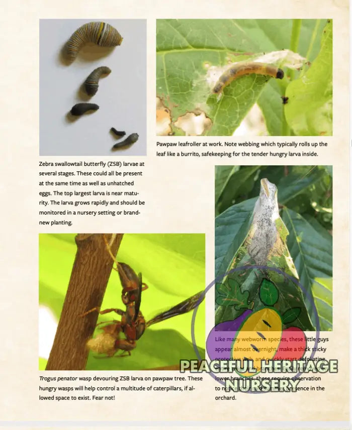 Pawpaws: The Complete Growing and Marketing Guide Pawpaw Trees For Sale