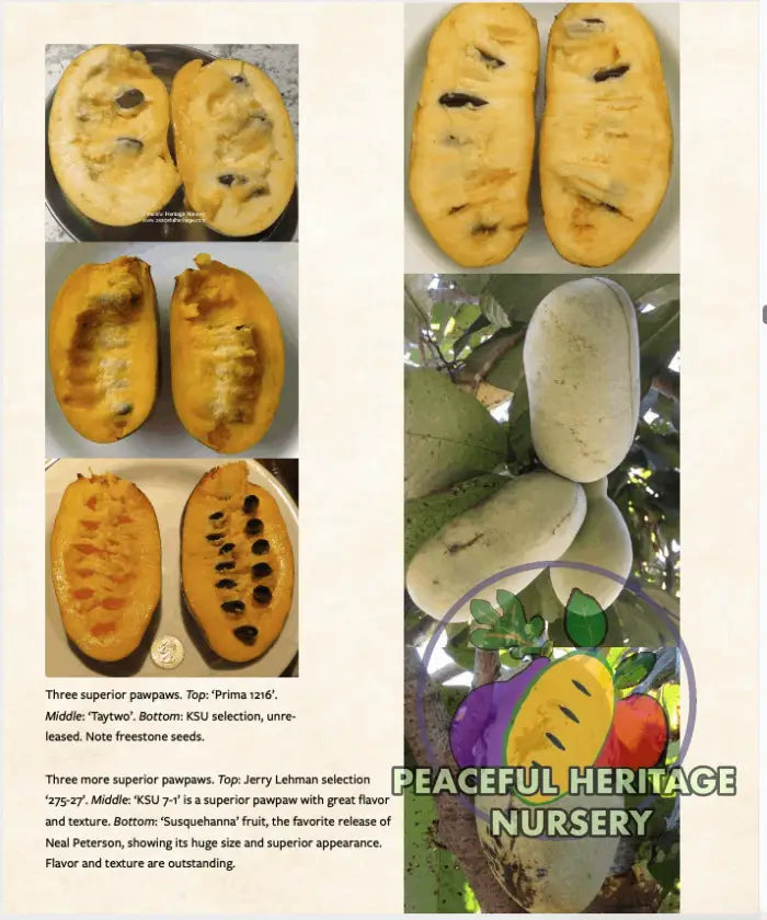 Pawpaws: The Complete Growing and Marketing Guide Pawpaw Trees For Sale