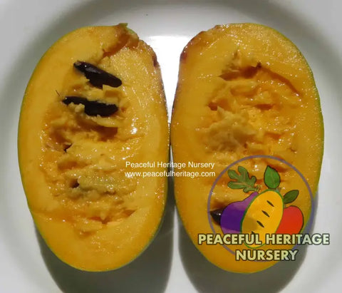 Pennsylvania Golden #3 Pawpaw Tree - NATURALLY GROWN