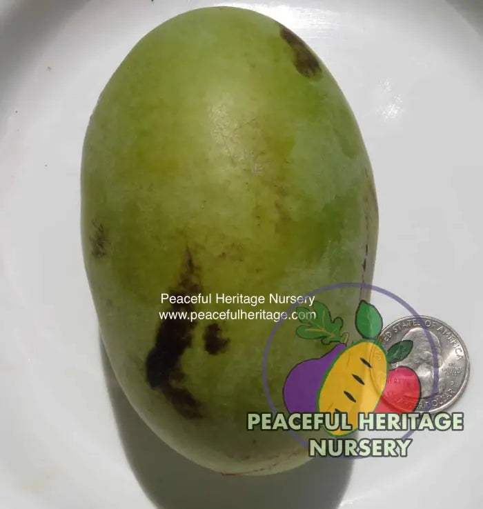 Pennsylvania Golden #3 Pawpaw Tree - NATURALLY GROWN Pawpaw Trees For Sale