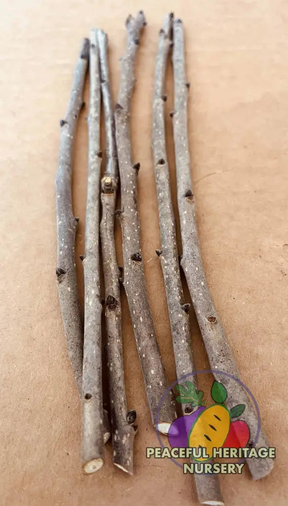 Persimmon Scion Wood | Naturally Grown ORGANIC