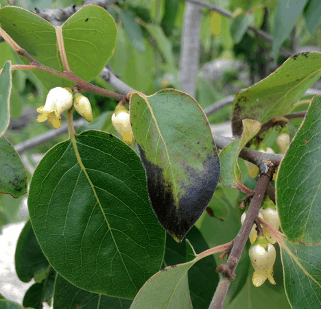 Native Persimmon - Bundles