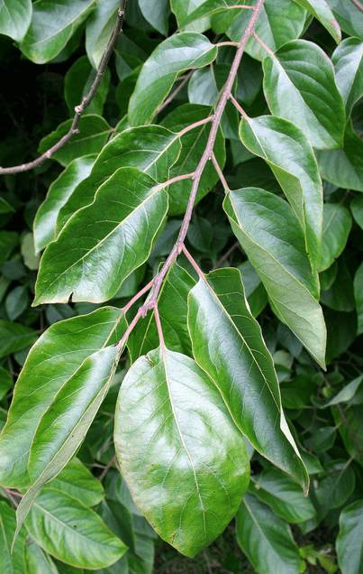 Native Persimmon - Bundles
